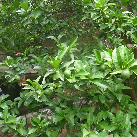 Apartment Abeona Makarska