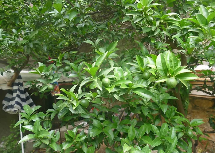 Apartmán Abeona Makarská